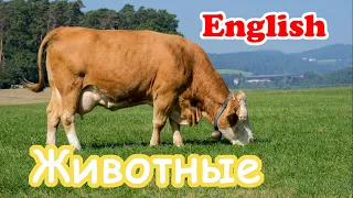 Домашние животные на английском для детей. Animals in English