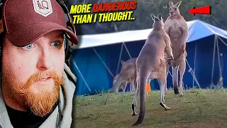 American STUNNED By Intense Kangaroo Fight at Campground...