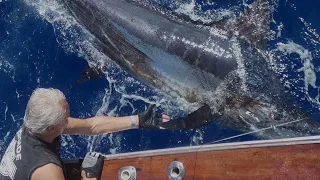 Ola's 450 pounds blue marlin showtime