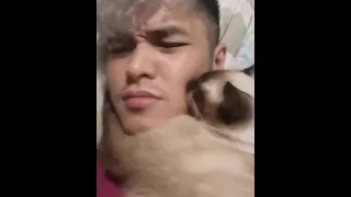 Clingy Siamese cat hugs and kisses owner before bedtime