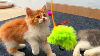 Purrfect Playtime : Joyful Moments with Cute Kittens!