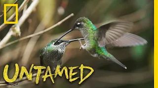 Hummingbird Battleground | Untamed