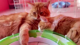 Kitten chilltime. Lazy sunday afternoon [18 minutes]