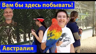 Вот куда надо пойти в Австралии! Птичий парк Малени. (видео 551)