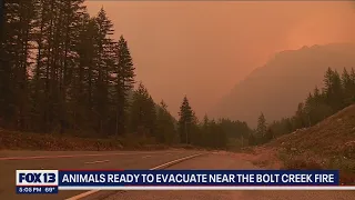 Animals ready to be evacuated from Bolt Creek Fire | FOX 13 Seattle