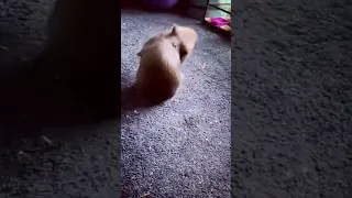 this wombat is too dramatic he acts that he got hit too hard #animals