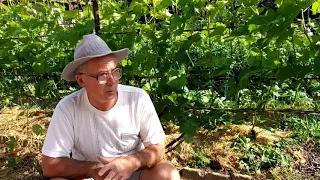 Опрыскивание кустов винограда перед цветением