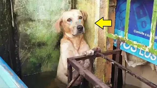 Во время наводнения хозяева бросили пса и уехали. Невозможно НЕ ЗАПЛАКАТЬ!😭