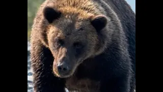 Grizzly Bear Stalks Russian Campers & Eats One