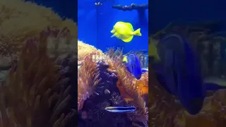 Рыбка Дори 😍😍😍 Канада(Виннипег)