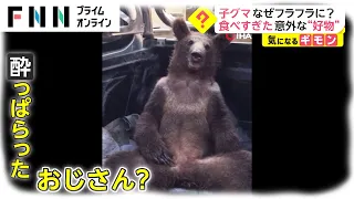 子グマなぜフラフラに?　食べ過ぎた意外な“好物”