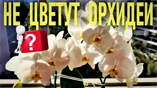 У ВАС НЕ ЦВЕТУТ ОРХИДЕИ? ГНИЮТ КОРНИ? НЕТ ТУРГОРА ЛИСТЬЕВ? ПУТЬ НОВИЧКА ОТ ПОТЕРИ ОРХИДЕЙ К ЦВЕТЕНИЮ