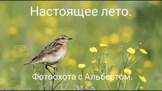 Фотоохота с Альбертом.  Настоящее лето.