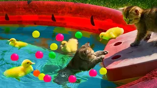 Kittens Swim with Baby Ducks in an Inflatable Pool