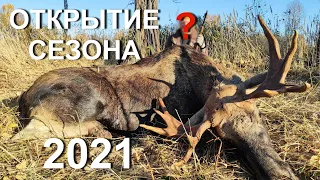 Охота на лося. Открытие сезона 2021. Чей лось?