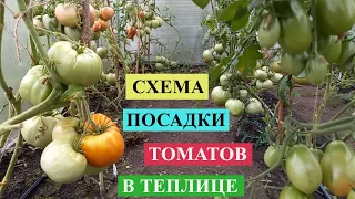 СХЕМА ПОСАДКИ ТОМАТОВ В ТЕПЛИЦЕ, которая помогает получить, как можно больше урожая