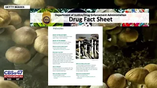 Mushroom microdosing may be going mainstream | Action News Jax