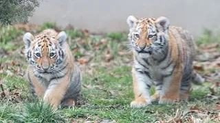 VIDEO | Tiger cubs make first public debut at Cleveland Metroparks Zoo