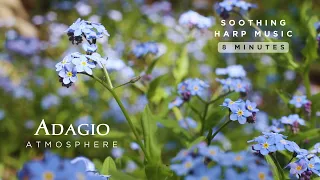 Soothing music in a field of forget-me-nots | Music to help you relax and feel calm