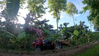 Cutting Back Eucalyptus Trees