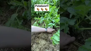 I am potato rich! Growing potatoes in straw 🥔