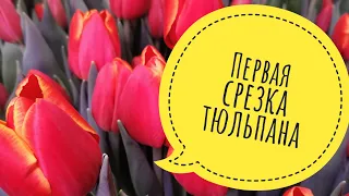 Первый срез тюльпана | Холодильник из бани | Большой обзор цветочного магазинчика