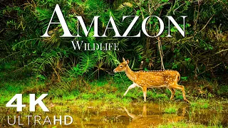 Amazon Wildlife In 4K - Animals That Call The Jungle Home | Amazon Rainforest | Heart Music