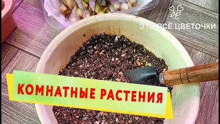 Комнатные растения. Цветобудни.