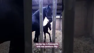 Newborn filly from Sjirkje! | Friesian Horses