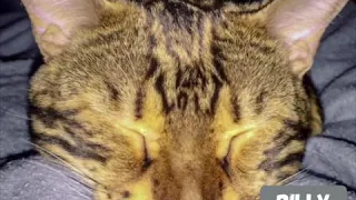 Bengal Cat talking in his sleep 🙊