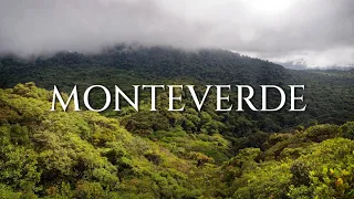 Monteverde Forest Facts! | Costa Rica