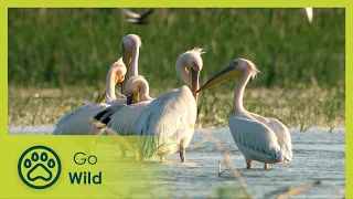 Europe's Wild greatness | Wild Carpathia 2/4 | Go Wild