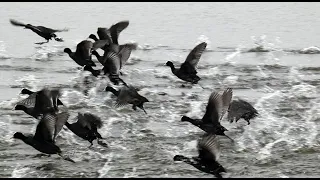 Foulque macroule : poussins, combats - Eurasian Coot : chicks, fighting.