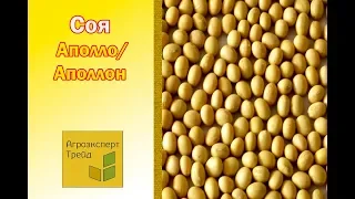 Соя Аполло 🌿, описание сорта 🌿 - семена в Украине