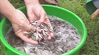 Pêche de A à Z : Pêche au coup : La friture