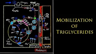 Biochemistry - Mobilization of Triglycerides