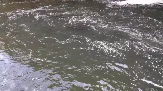 Salmon Migration, Tumwater Falls