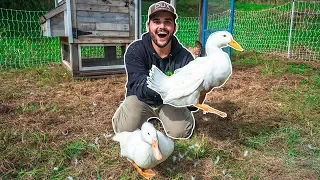 I Bought DUCKS for My BACKYARD FARM!!!