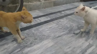 street cat attack owner cat