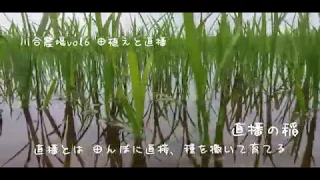 川合農場VOL6 北海道水稲栽培