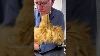 5 Minutes of Strange TikTok Cat Content [2]