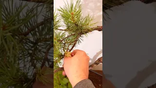 Bonsajova skola Ales - jakou velikost drátu použít na drátování bonsaje