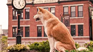 A Dog Waits At The Same Place For 9 Years For Its Master To Return | True Story