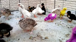 Birds short video || Baby ducks || Baby chickens #ducks #birds #hen