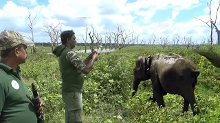 A GPS Collar removed from a baby elephant near the Yala Wildlife Sanctuary. | Baby Elephant