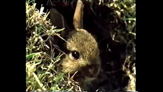 Merle Bardenoir - Jour parfait (Peter Rabbit French ending song cover)