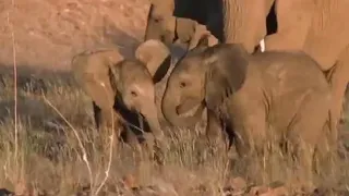 Meet the Elephant Calves of the Namib Desert | BBC Studios
