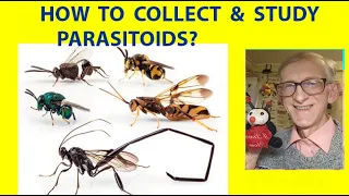 How to Collect, Store & Study Insects Parasitoids (Hymenoptera)? Entomologist Dr Victor Fursov.