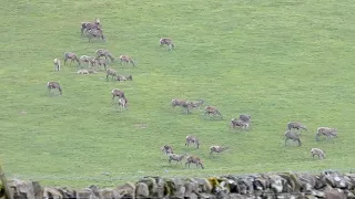 Red Kite, Ravens & Red Deer in the Scottish Borders