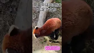 閉園後ダッシュで帰宅するレッサーパンダ #Shorts